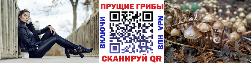 KRAKEN рабочий сайт  Шадринск  Галлюциногенные грибы Psilocybe 